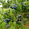 A close-up view of a blueberry bush laden with ripe blueberries. Produktbild-Vorschau