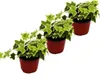 Hedera helix, set di 3, edera, foglie di colore bianco, Anteprima dell’immagine prodotto 2