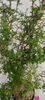Sophora 'Little Baby' Honigbaum - Zickzackstrauch - Höhe Produktbild-Vorschau 3
