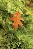 PK Dünger Herbst Universal Herbstdünger Kalium Phosphat Produktbild-Vorschau 3