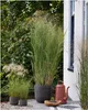 Stauden Gänge 1 x Panicum virgatum 'Blue Fountain' im 1 Produktbild-Vorschau 1