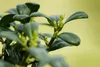Ilex crenata 'Dark Green', Japanische Stechpalme, ca. 9x9 Produktbild-Vorschau 3