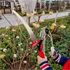 Gartenschere für hohe Äste, Gartenschere, Gartengeräte Produktbild-Vorschau 6