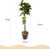Kirschlorbeer Prunus laurocerasus Etna Stamm-plant Productafbeelding-voorbeeld 3
