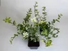 10 Stück, Topf 9cm, Bodendecker Euonymus fortunei Harlequin Produktbild-Vorschau 1