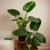 Bloomique - Alocasia Gageana California - Elephant Ear - Podgląd zdjęcia produktu 3