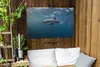 Gartenposter - 120x80 cm - Menschlicher Hai auf der Produktbild-Vorschau 3