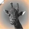 ARTland Poster Giraffen Kontakt Größe: 50x50 cm Produktbild-Vorschau 1