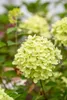 Hydrangea paniculata 'Little Lime', Rispenhortensie, Produktbild-Vorschau 11