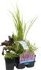 Bloomique - Zestaw 6 - Pachnące rośliny do oczek wodnych - Podgląd zdjęcia produktu 1