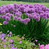 Stauden Gänge 1 x Allium ‚Millenium' im 1 Liter Topf - Produktbild-Vorschau 2