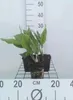 6 x Convallaria majalis - konwalia majowa - doniczka 9 x 9 Podgląd zdjęcia produktu 1