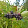 Aronia Viking 2L Anteprima dell’immagine prodotto 3