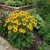 6x Rudbeckia f. Goldsturm P9H20 Produktbild-Vorschau 3