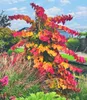 BALDUR Garten 1x Cercis Eternal Flame®, Judasbaum, Pflanze Produktbild-Vorschau 2