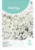 Artikelbild 2 von 'Cerastium' aus der Kategorie Blumensamen Produktbild-Vorschau