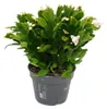 Großer Weihnachtskaktus – Schlumbergera – XXL – Topf 17 cm Produktbild-Vorschau 1