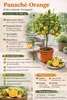 Oranger panaché 70–100 cm – Citrus sinensis Variegata Voir les images du produit 1