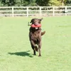 Hunde Training Dummy Large Schwimmfähig Apportierspielzeug Produktbild-Vorschau 4