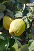 Prunus domestica 'Zwergobst', Terrassenobst, 40 cm Produktbild-Vorschau 2