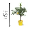 Citronnier yuzu - agrume méditerranéen - arbre fruitier - ↕ Voir les images du produit 3
