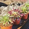 Aeonium "Mardi Gras" - Rosetten-Dickblatt - Rarität - 6,5cm Produktbild-Vorschau 4