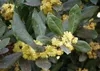 SAFLAX - Drzewo Laurowe Przyprawowe - 6 Nasiona - Laurus Podgląd zdjęcia produktu 6