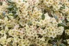 Rhododendron yakushimanum 'Flava', gelb, 40–50 cm Produktbild-Vorschau 3