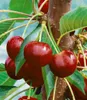 Close-up of ripe cherries on a tree branch. Produktbild-Vorschau