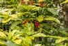 Japanische Aukube Variegata 40-60 cm, im Topf - Aucuba Produktbild-Vorschau 5