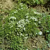 A small, flowering plant with green leaves and white flowers, growing in soil. Produktbild-Vorschau