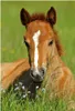 DINO Puzzle Tiere - Giraffe 54 Teile Produktbild-Vorschau 6