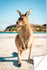 MuchoWow® Poster Känguru - Strand - Braun 120x180 cm - Produktbild-Vorschau 2
