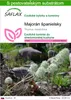 SAFLAX - Majorán španielsky - Thymus mastichina - 250 Náhľad obrázku produktu 1