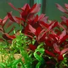 Aquarium Pflanze 3 Stück Ludwigia repens Rubin Produktbild-Vorschau 2