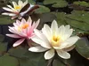 Seerose ´ROSENNYMPHE´ Cont. 1 l Produktbild-Vorschau 6