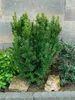 Taxus baccata 'Höpken's Gigant', Eibe, 40–50 cm Produktbild-Vorschau 3