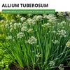 Schnittknoblauch Mehrjährig Samen - Allium tuberosum - Produktbild-Vorschau 2
