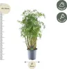 Polyscias hawaiiana "Ming" - aralia perovita - albero del Anteprima dell’immagine prodotto 2