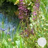 Floraya - 6x Teichpflanzen Insektenfreundliche Mischung - Produktbild-Vorschau 2