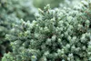 Picea glauca 'Echiniformis', Zwergfichte, kompakt, 20–25 cm Produktbild-Vorschau 5