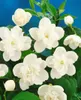 Philadelphus coronarius, Duftjasmin, weiß, 40–60 cm Produktbild-Vorschau 7