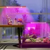 Two LED grow lights illuminating plants on shelves and in a planter box, with a window and curtains in the background. Produktbild-Vorschau