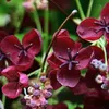 Fingerblättrige Klettergurke - Akebia quinata  | 50-60 cm Produktbild-Vorschau 1