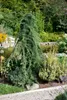 Larix kaempferi 'Pendula', Japanische Lärche, hängend, Produktbild-Vorschau 6