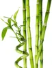 Several stalks of green bamboo are shown against a white background. Produktbild-Vorschau