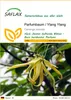 SAFLAX - Parfumbaum / Ylang Ylang - Cananga odorata - 10 Produktbild-Vorschau 1