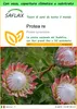 SAFLAX Garden to go - Protea re - 5 semi - Protea Anteprima dell’immagine prodotto 1