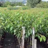 Rows of young trees in pots, lined up in a nursery or garden center. Produktbild-Vorschau