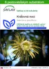 SAFLAX - Kráľovná noci - Selenicerus grandiflorus - 40 Náhľad obrázku produktu 1